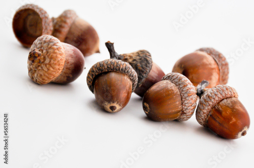 oak acorns on white background