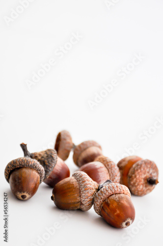 oak acorns on white background