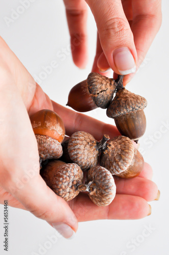 oak tree acorns in woman hands