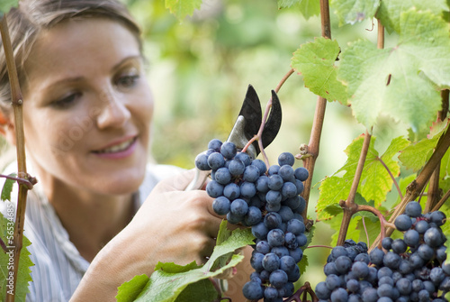 Fototapeta Woman picking grapes with shear