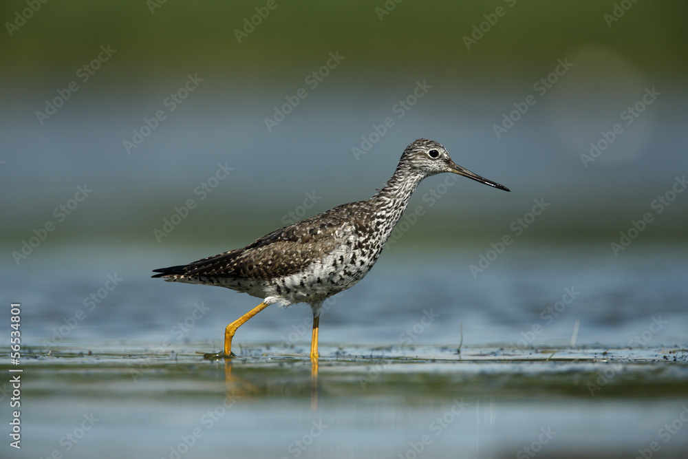 Greater yellowlegs, Tringa melanoleuca Greater yellowlegs, Tringa melanoleuca