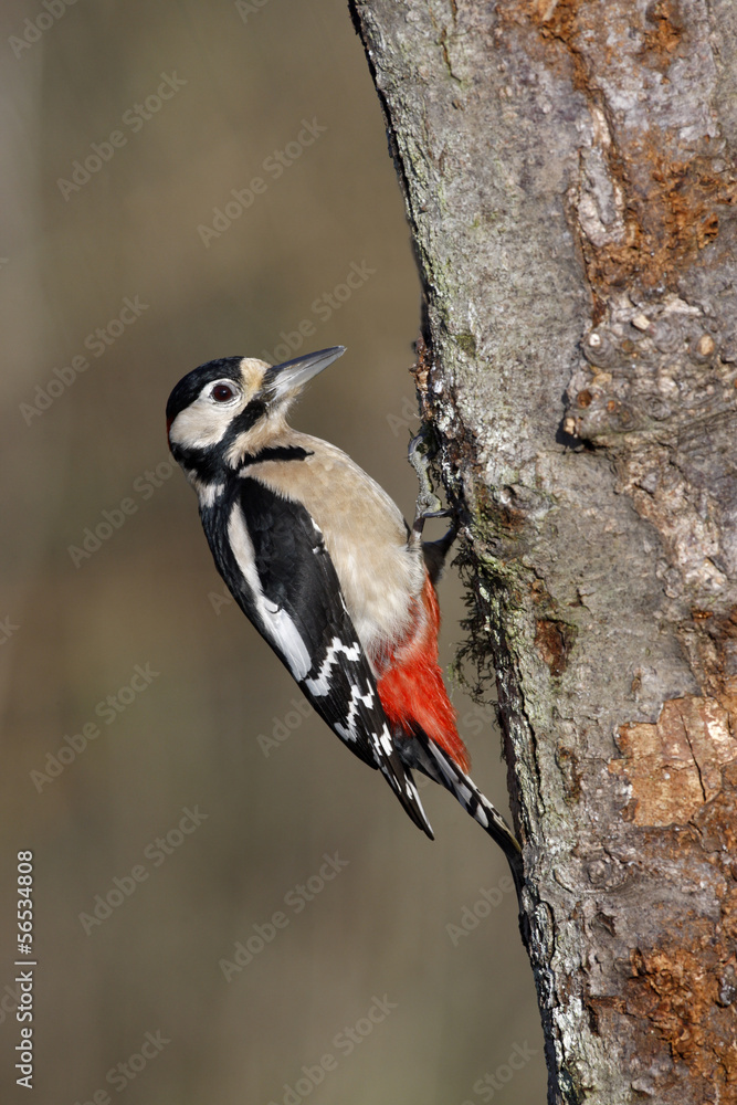 Great spotted woodpecker, Dendrocopos major Great spotted woodpecker, Dendrocopos major
