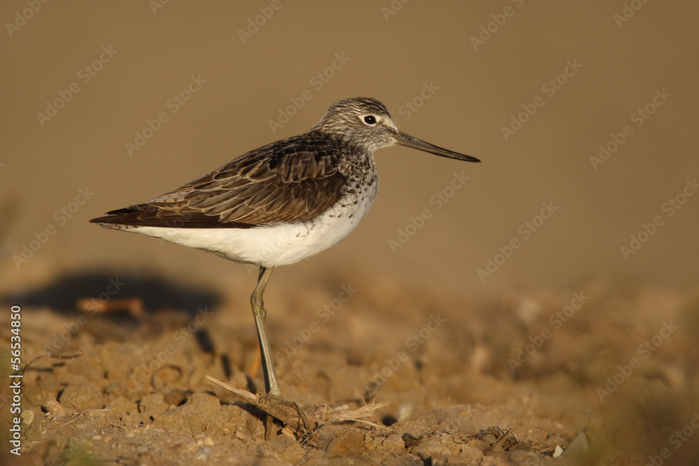 Greenshank, Tringa nebularia Greenshank, Tringa nebularia