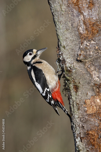 Great spotted woodpecker, Dendrocopos major
