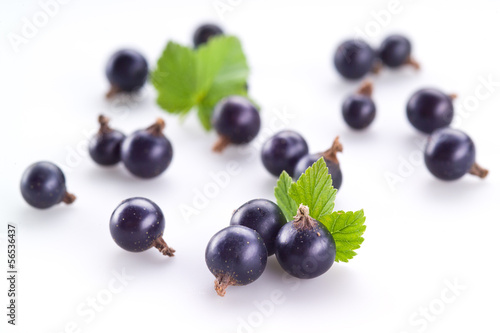 Black currant on white background