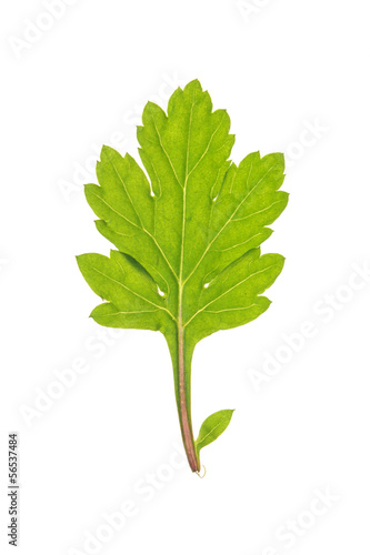 Leaf of Common wormwood isolated on white