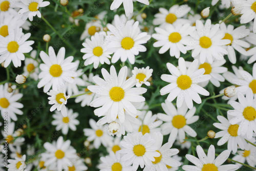 Daisy Daisy