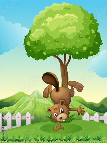 A beaver doing a handstand at the hilltop