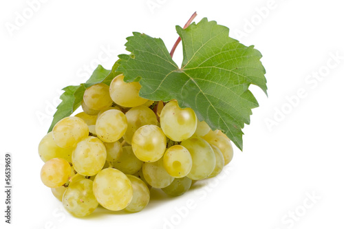 Green grapes fresh from the vine