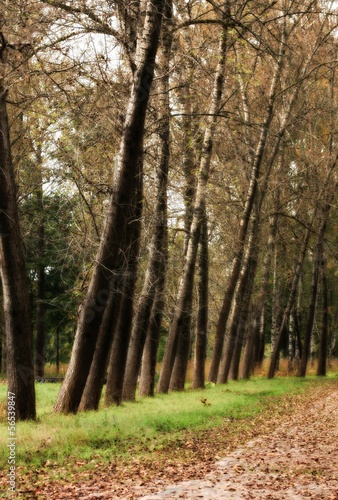 mystery forest