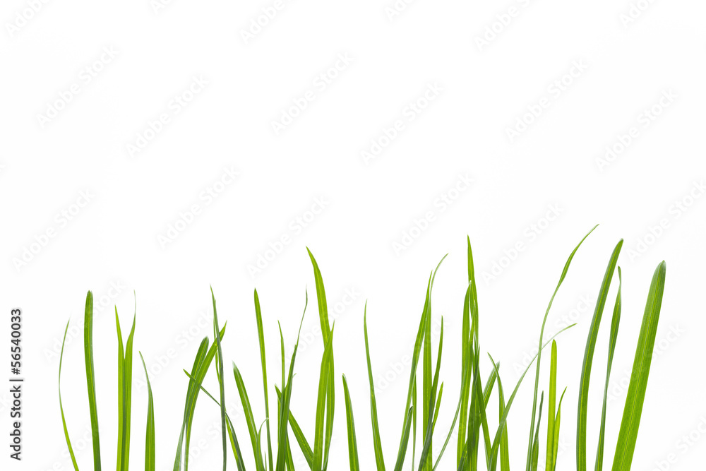 Grashalme auf weißem Hintergrund Grashalme auf weißem Hintergrund