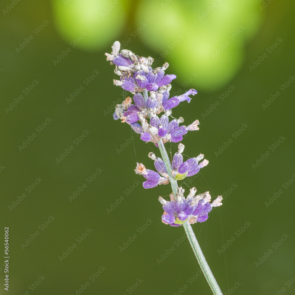 Obraz premium Purple Buds