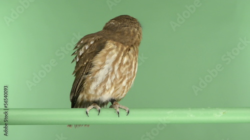 Southern Boobook perched and looking around, green key photo