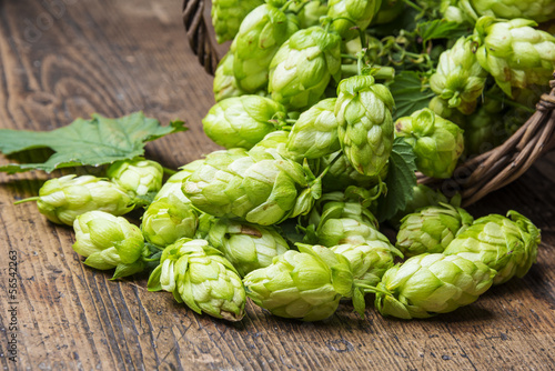 Obraz na płótnie green hop cones on a wooden table