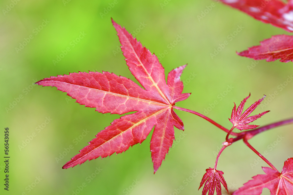 Red Maple Leaves