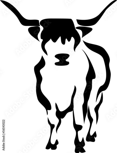 scottish highland cattle