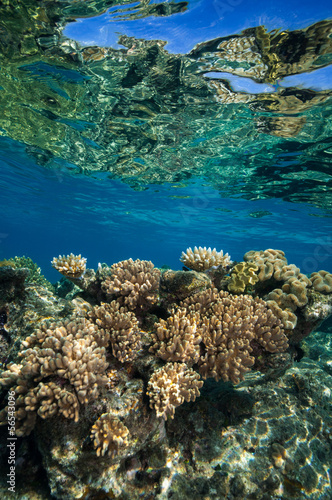 珊瑚礁のお花畑