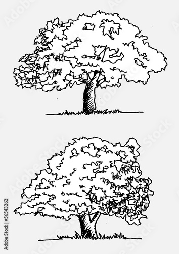 Hand drawn sketch trees with leaves illustration design