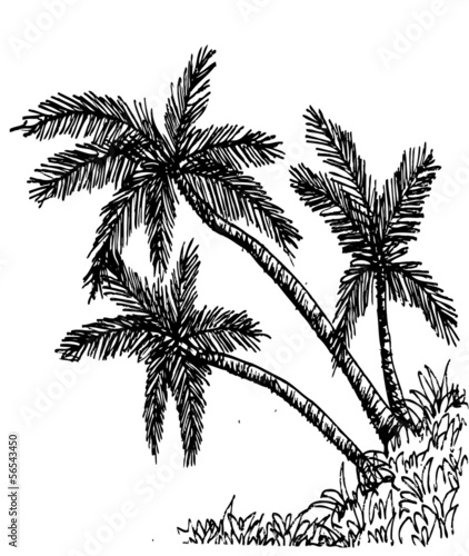 palm tree Tropical palm trees, black silhouettes background