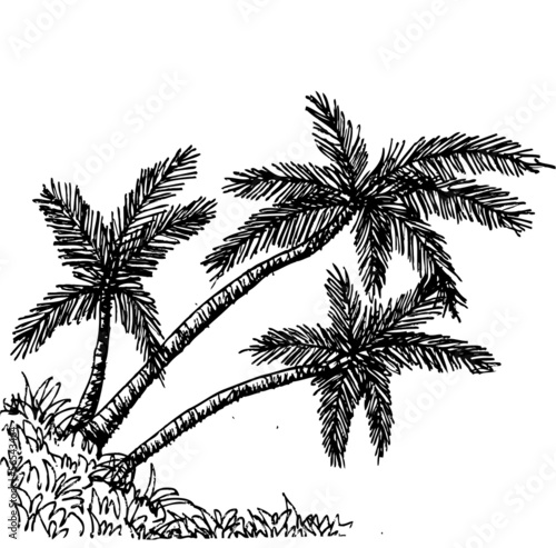palm tree Tropical palm trees  black silhouettes background