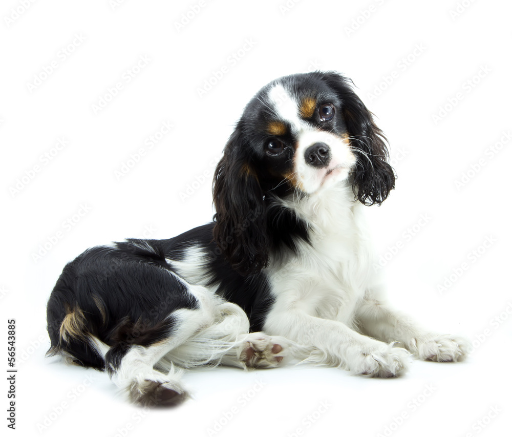 cavalier cavalier