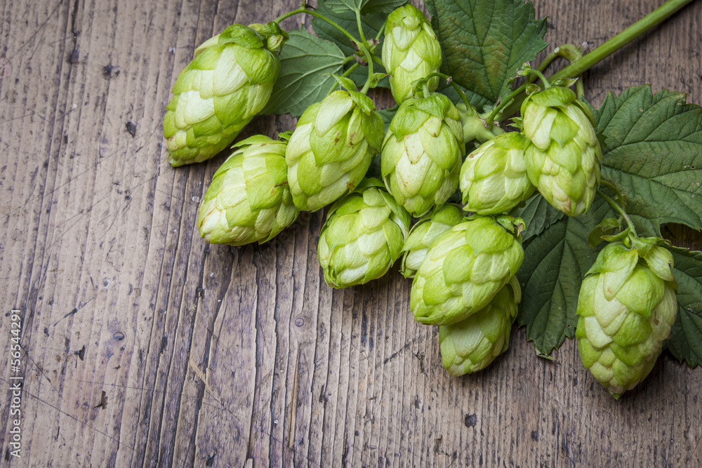 fresh hop cones on a wooden table fresh hop cones on a wooden table