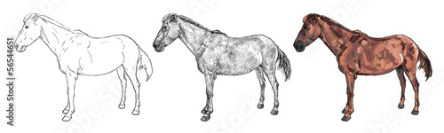 Drawing of female horse