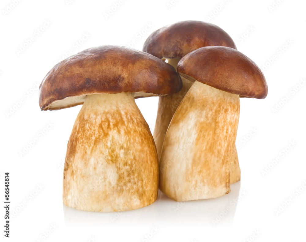 three cep (boletus edulis) isolated on white background three cep (boletus edulis) isolated on white background