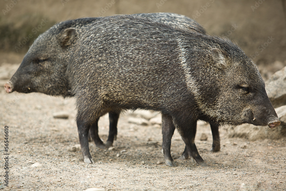 Two Collared peccary Two Collared peccary