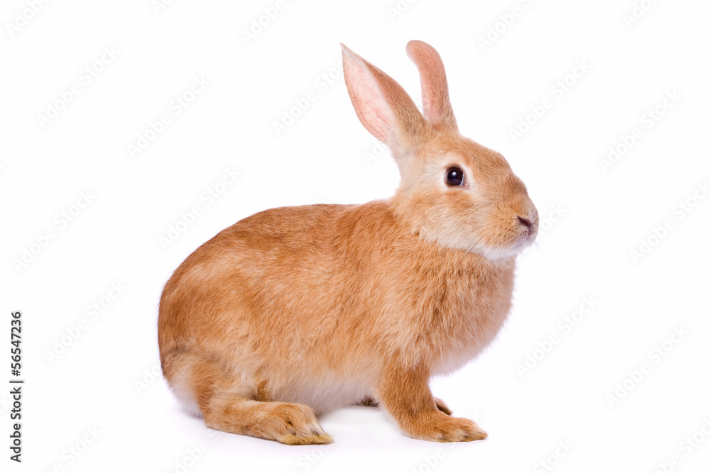 Curious young red rabbit isolated on white background