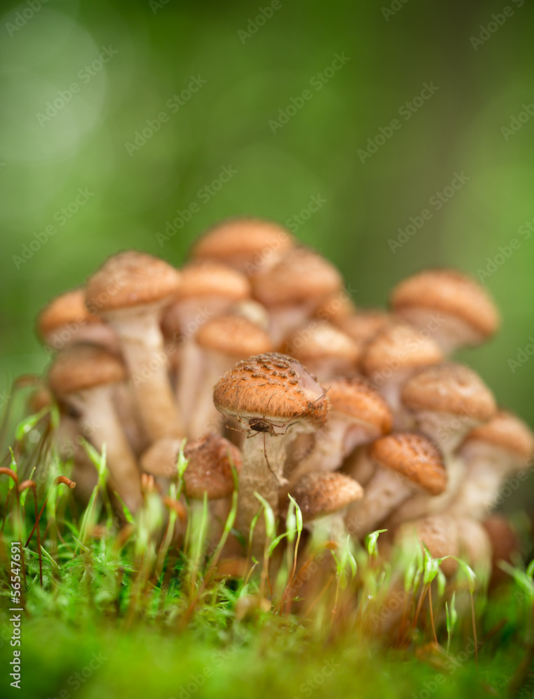 armillaria mellea armillaria mellea