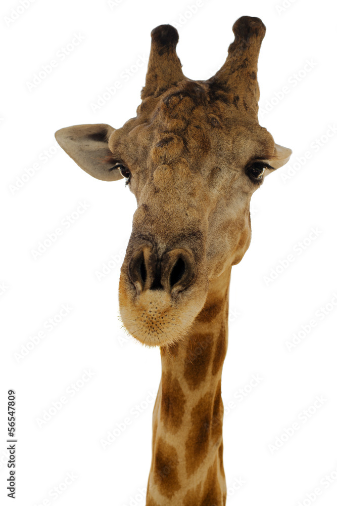 Giraffe Portrait vor weissem Hintergrund Giraffe Portrait vor weissem Hintergrund
