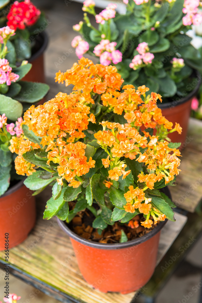 Kalanchoe house plant, close up Kalanchoe house plant, close up