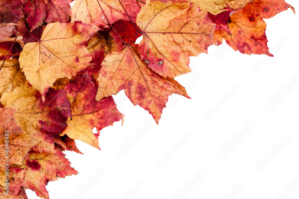 Fototapeta premium Dried maple leaves border isolated on white