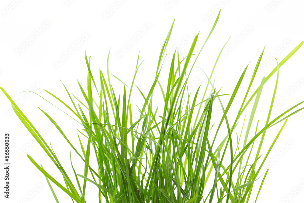 Naklejka premium Kępki trawy na białym tle