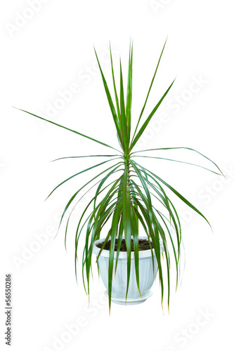 Image houseplant dracaena palm in a pot