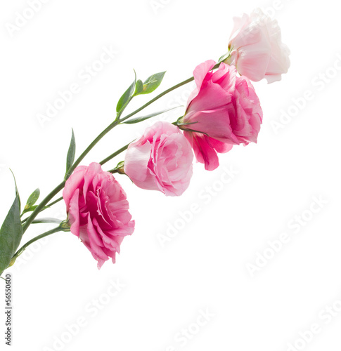Branch of pink eustoma flowers