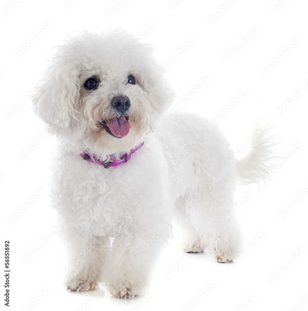 bichon frise