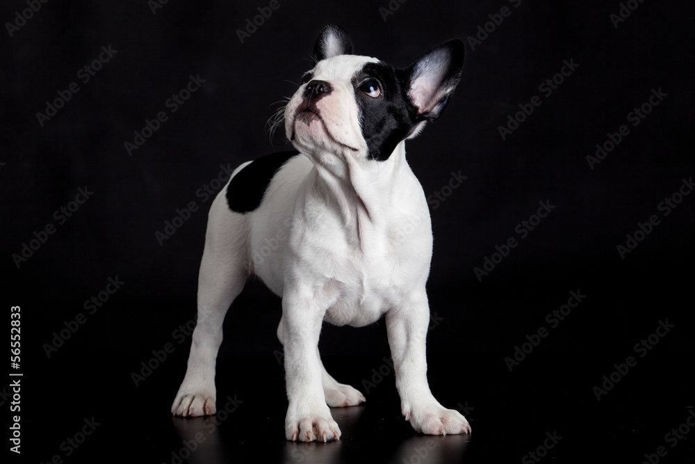 french bulldog on black background french bulldog on black background