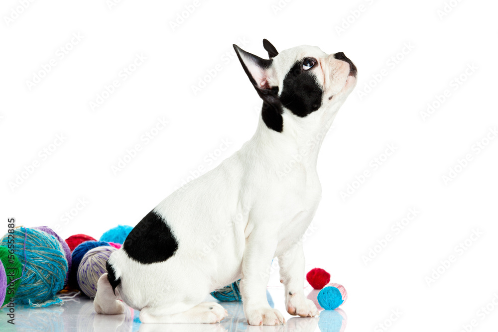 Fototapeta premium french bulldog with threadballs isolated on white background