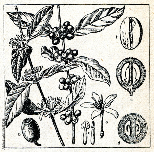 Arabica coffee (Coffea arabica)