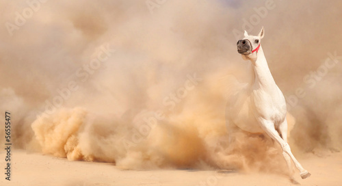 horse in dust