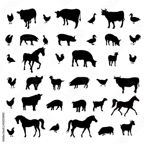 Farm Animals vector illustration