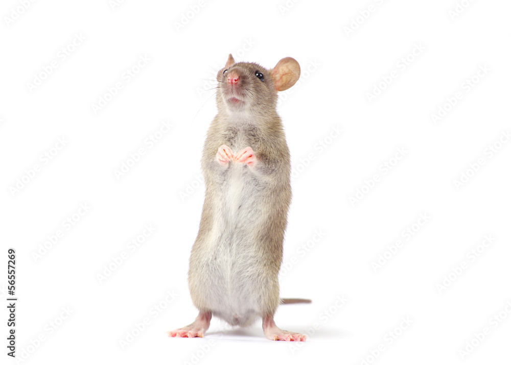 rat