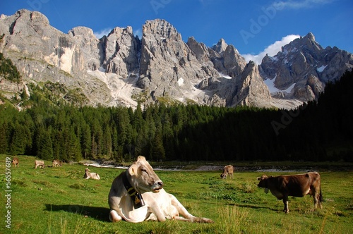 Bild auf Leinwand Pale di San Martino dalla Val Venegia