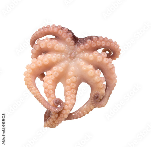 squid on a white background