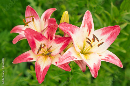 Fototapeta Naklejka Na Ścianę i Meble -  Pink lily in nature