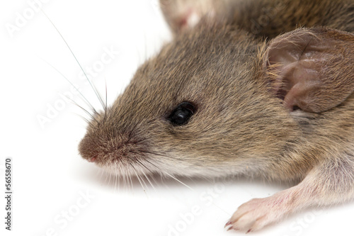 head mouse. macro