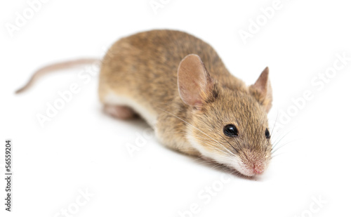 a little mouse isolated on a white background