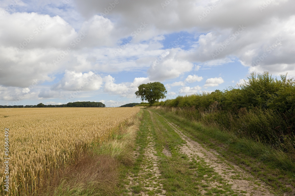 wheat field with farm track
